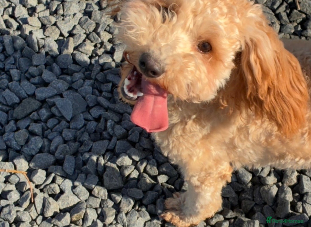 Poochon dogs for sale: Young Retired Poochon Seeking Her Forever Home  - Advert 4