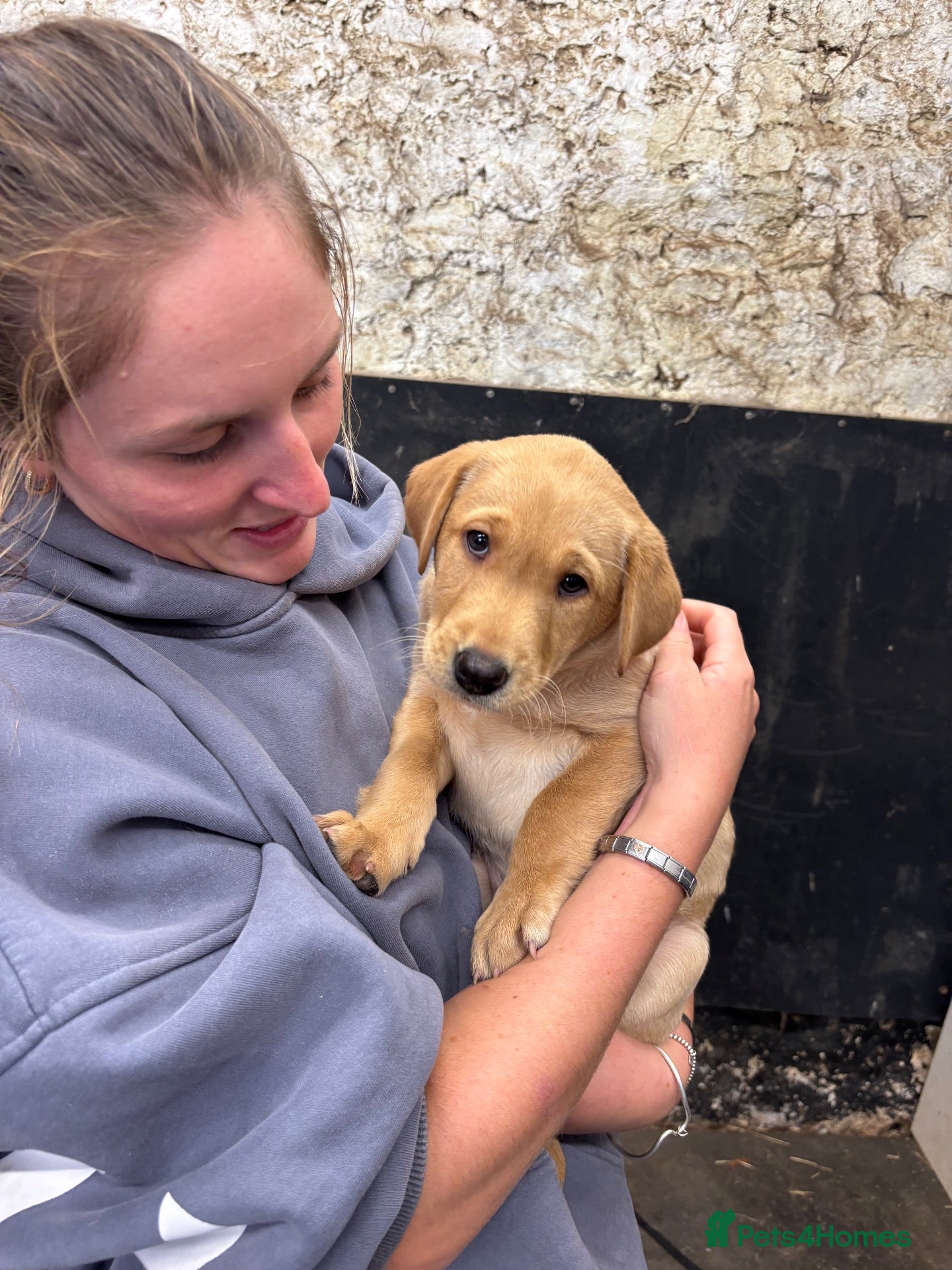 Labrador Retriever dogs for sale: One beautiful chunky yellow male available  - Advert 4