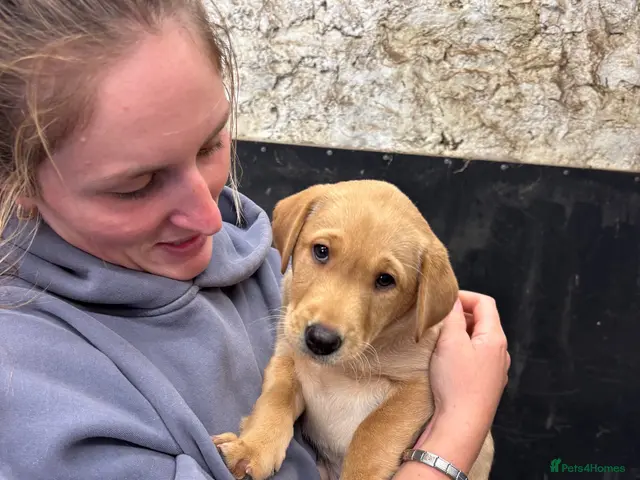 Labrador Retriever dogs for sale: One beautiful chunky yellow male available - Advert 4