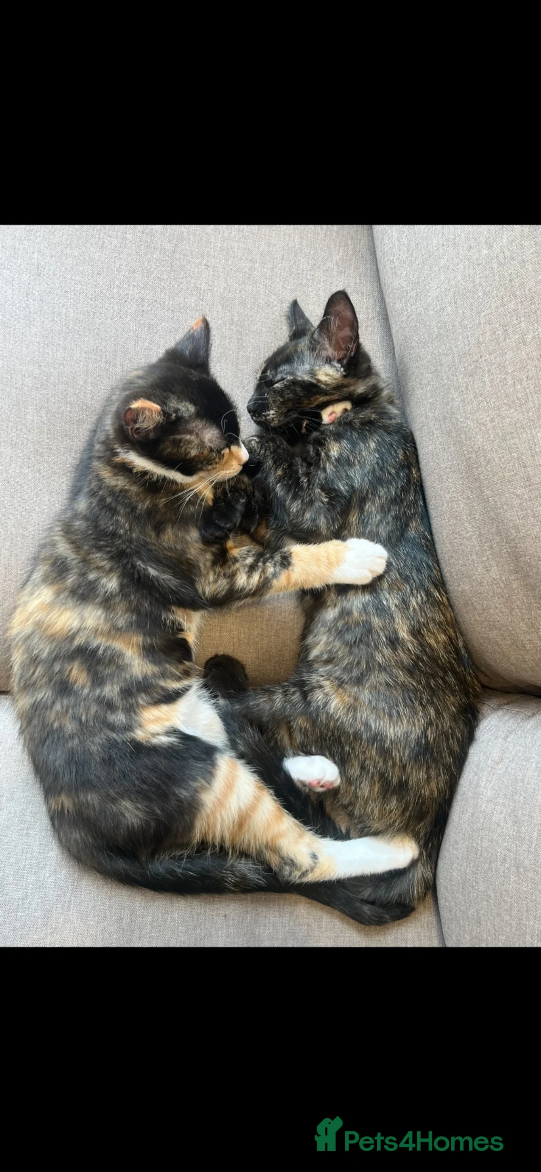 Mixed Breed cats for sale: Sisters together  - Advert 2