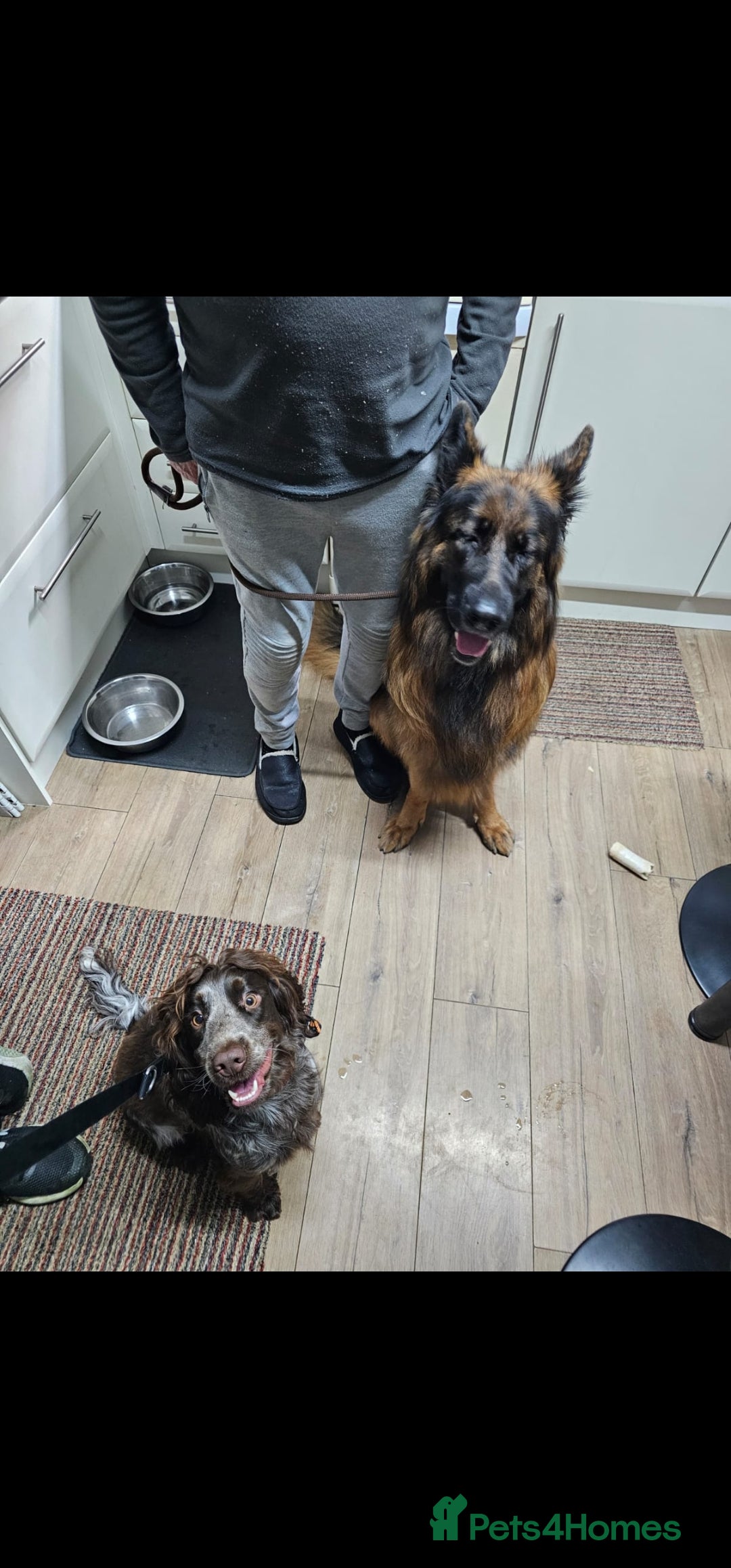 German Shepherd dogs for sale: German Sheppherd - Image 2