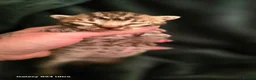 Mixed Breed cats for sale: Bengal X selkirk rex male kittens  - Advert 16