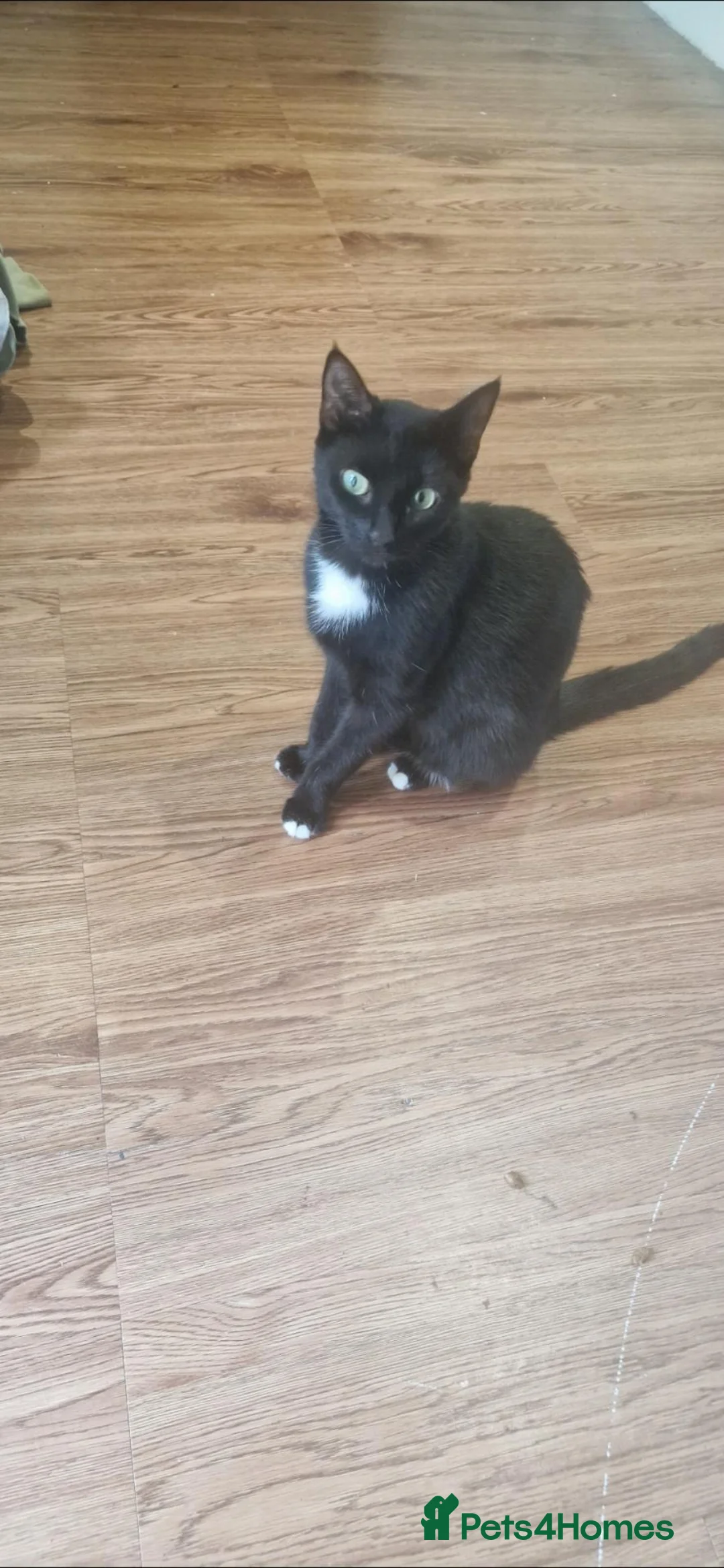 Mixed Breed cats for sale: 4 gorgeous male kittens  in Uckfield - Advert 8