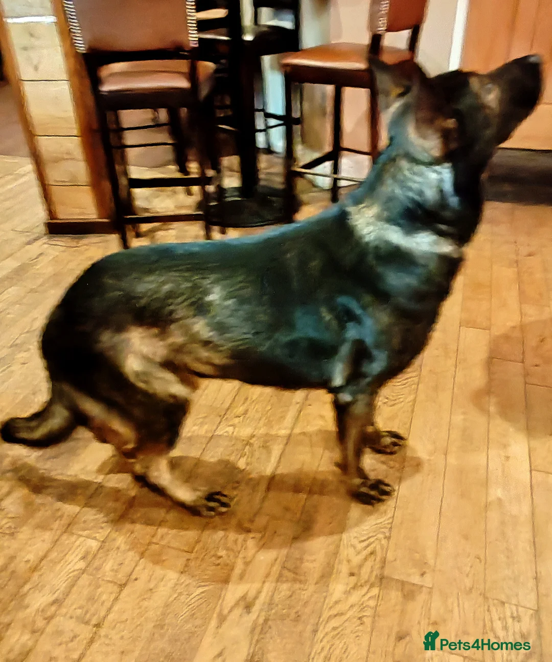 German Shepherd dogs for stud: KENSESQUI SIMBA (Simba) - Advert 34