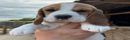 Beagle dogs for sale: Beagle puppies ready now - Advert 4