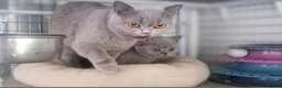 British Shorthair cats for sale: Stunning British Shorthair & Longhair Kittens  - Advert 39