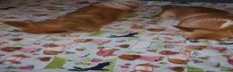 Chihuahua dogs for sale: Peanut and Lil Bear  - Advert 5
