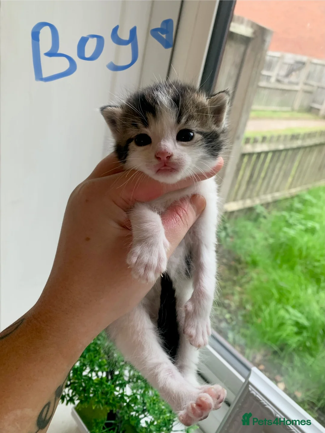 Mixed Breed cats for sale: kitten - Advert 5