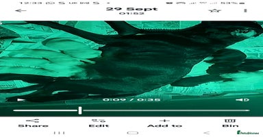 Goldador dogs Goldador  - Advert 3