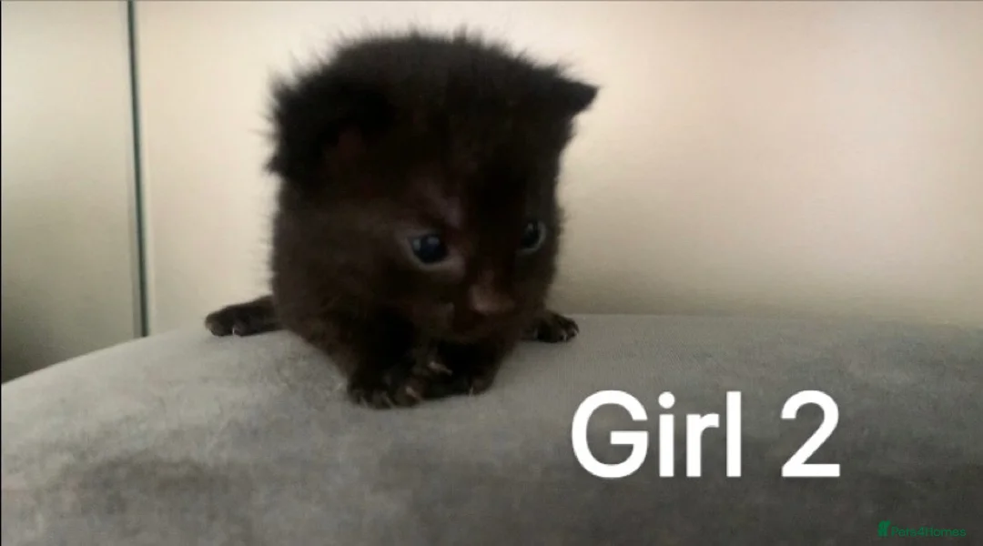 Ragdoll cats for sale: Bombay x rag doll ready to reserve Now  in Cannock - Advert 2