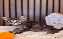 Ragdoll cats for sale: 🌙 Grey Ghost Kittens🎃 – Ragdoll × Tabby 🐾 - Image 13