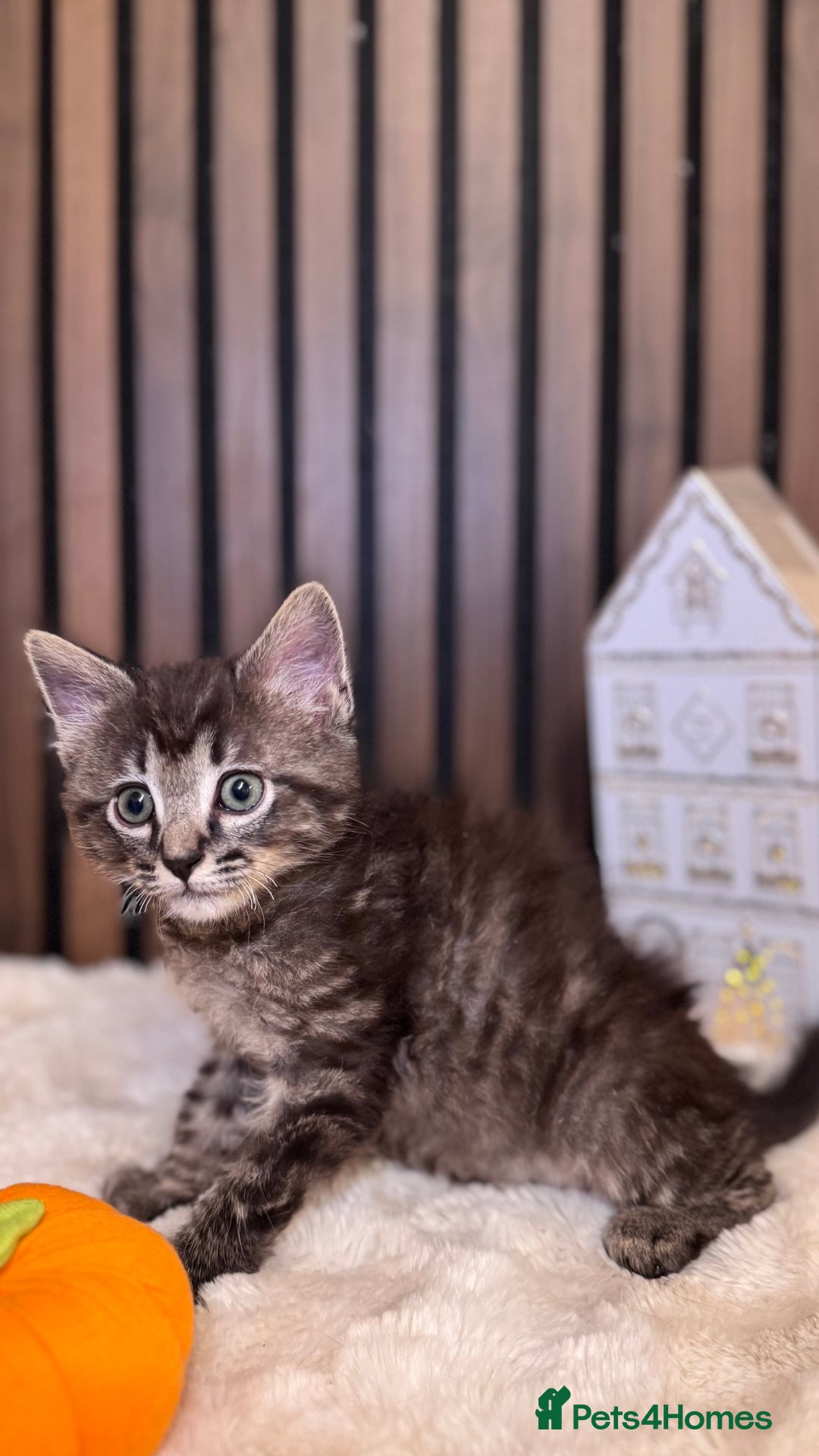 Ragdoll cats for sale: 🌙 Grey Ghost Kittens🎃 – Ragdoll × Tabby 🐾 - Image 13