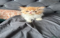 Persian cats for sale: Perfect pure breed Persian kitten 1 left reduced - Image 6