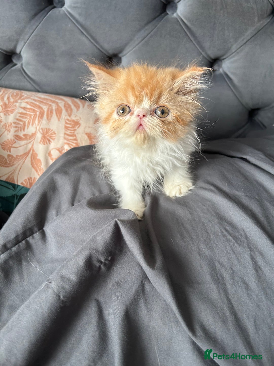 Persian cats for sale: Perfect pure breed Persian kitten 1 left reduced - Image 6