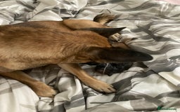 Pomchi dogs for sale: 2x Boy 1x Girl Pomchi Puppies   - Image 4