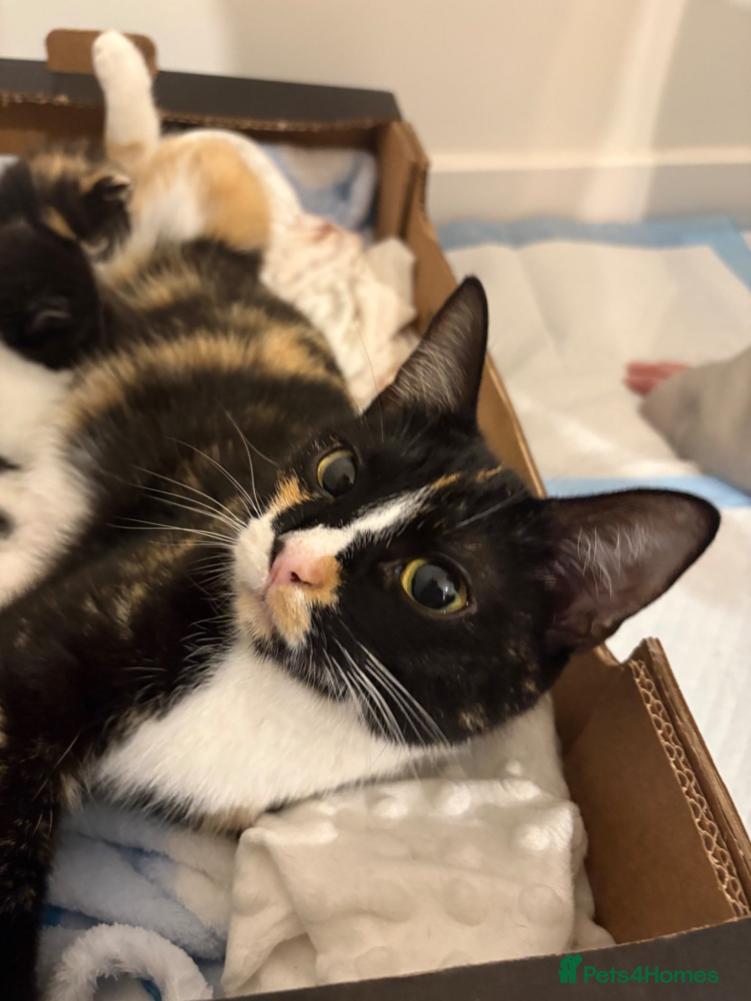 Mixed Breed cats 1 male kitten  - Advert 1