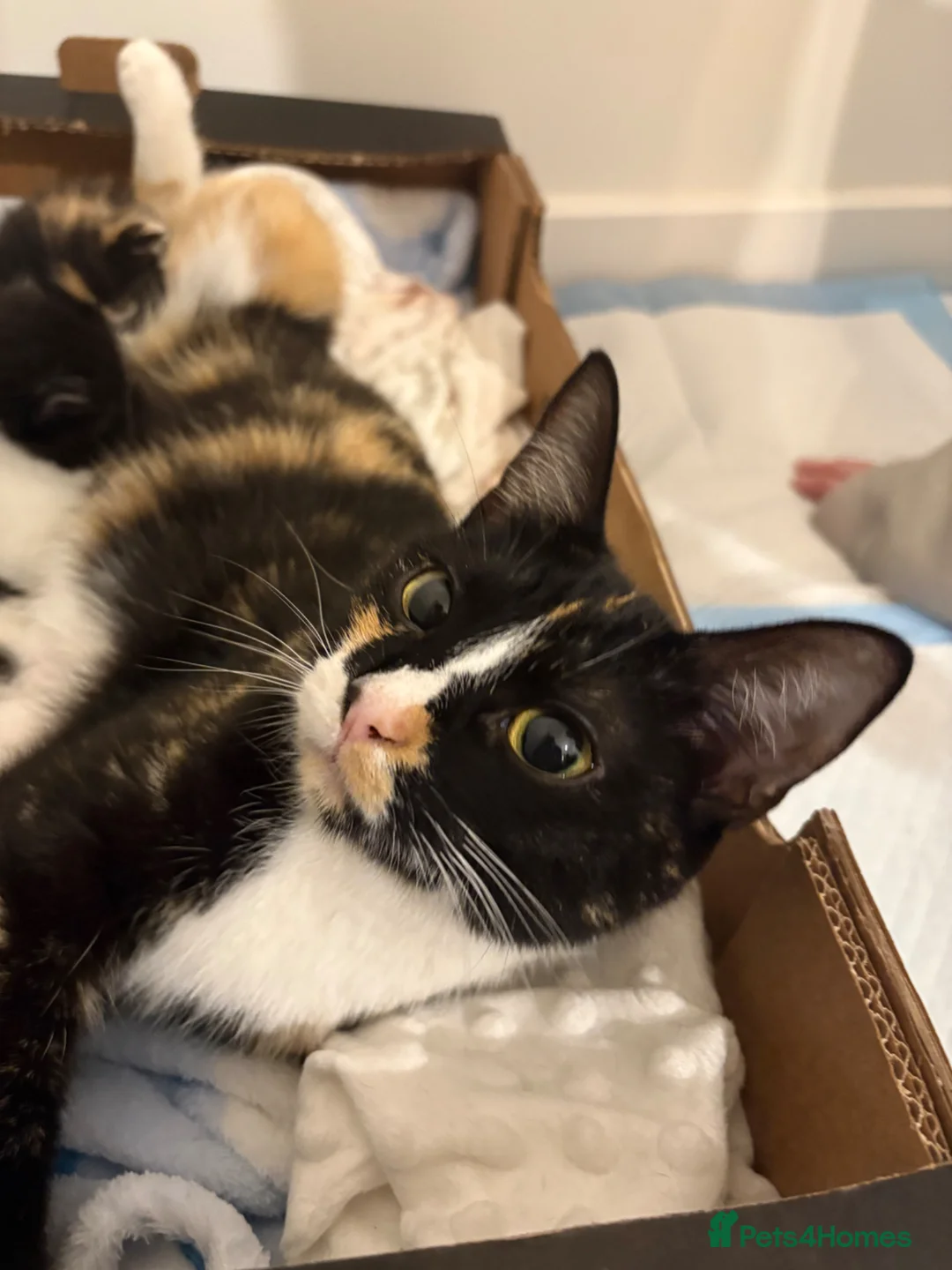 Mixed Breed cats for sale: 1 male kitten  - Advert 2