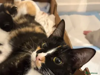 Mixed Breed cats 1 male kitten - Advert 1