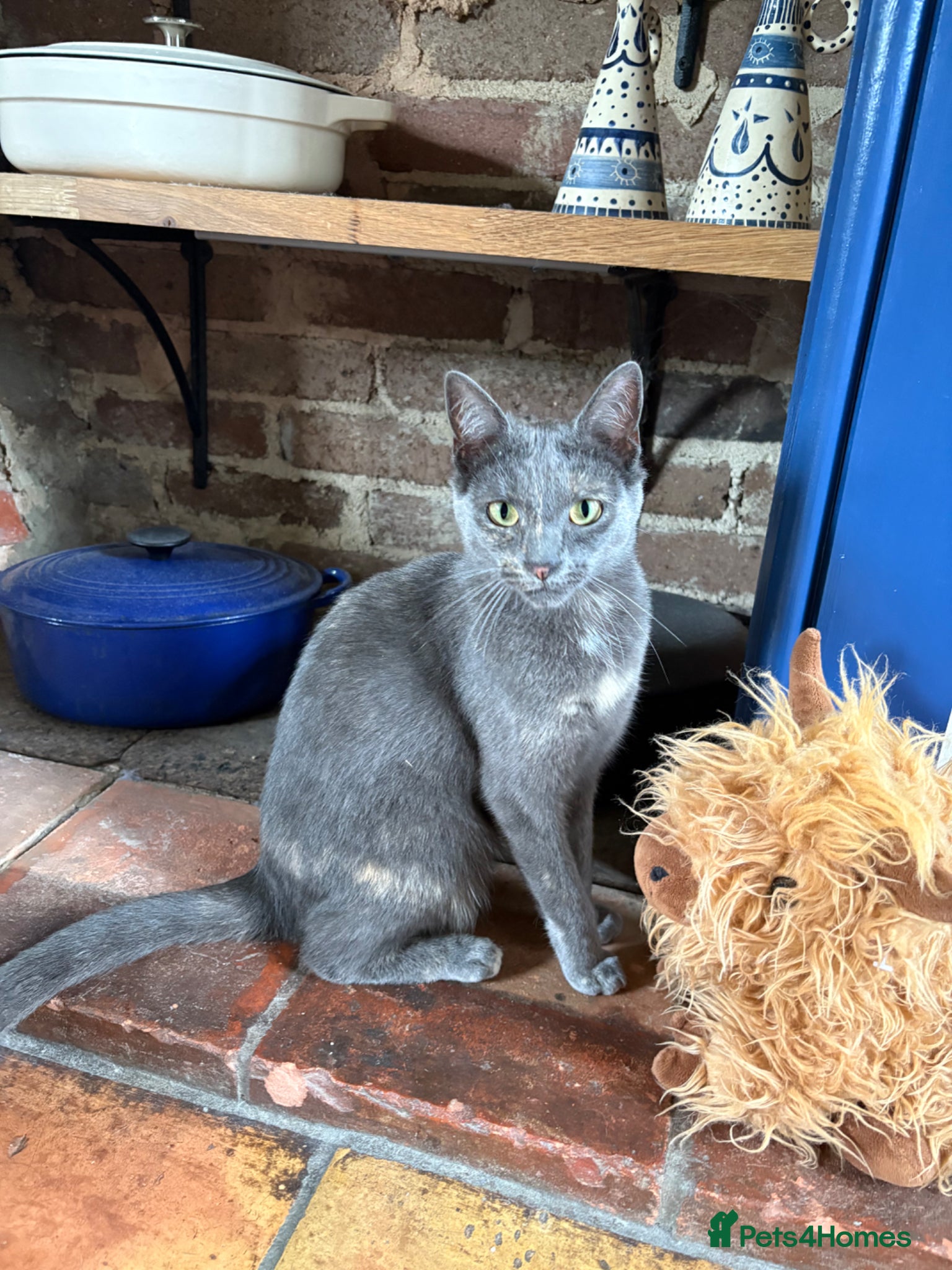 Russian Blue cats Part Russian Blue 1 Year Old Female (Olive) - Advert 7