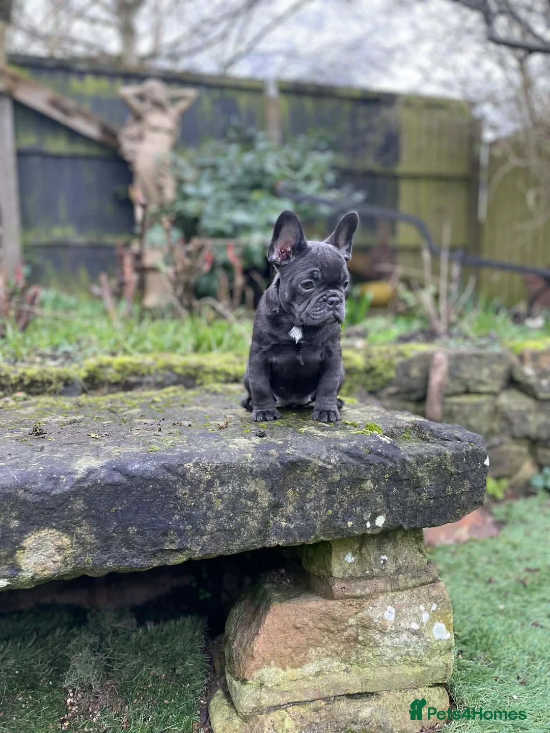French Bulldog dogs for sale: Last little girl ready to leave now  - Advert 1