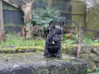 French Bulldog dogs Last little girl ready to leave now - Advert 3