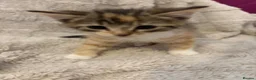 Mixed Breed cats for sale: Beautiful kittens - Advert 3