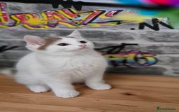 Munchkin cats for sale: Munchkin kittens ready for reservations or collect - Image 8