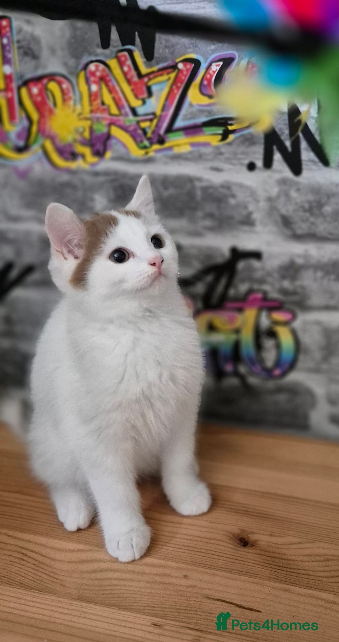 Munchkin cats for sale: Munchkin kittens ready for reservations or collect - Image 8