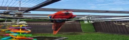 Macaws birds for sale: Male scarlet macaw  in Woking - Advert 3