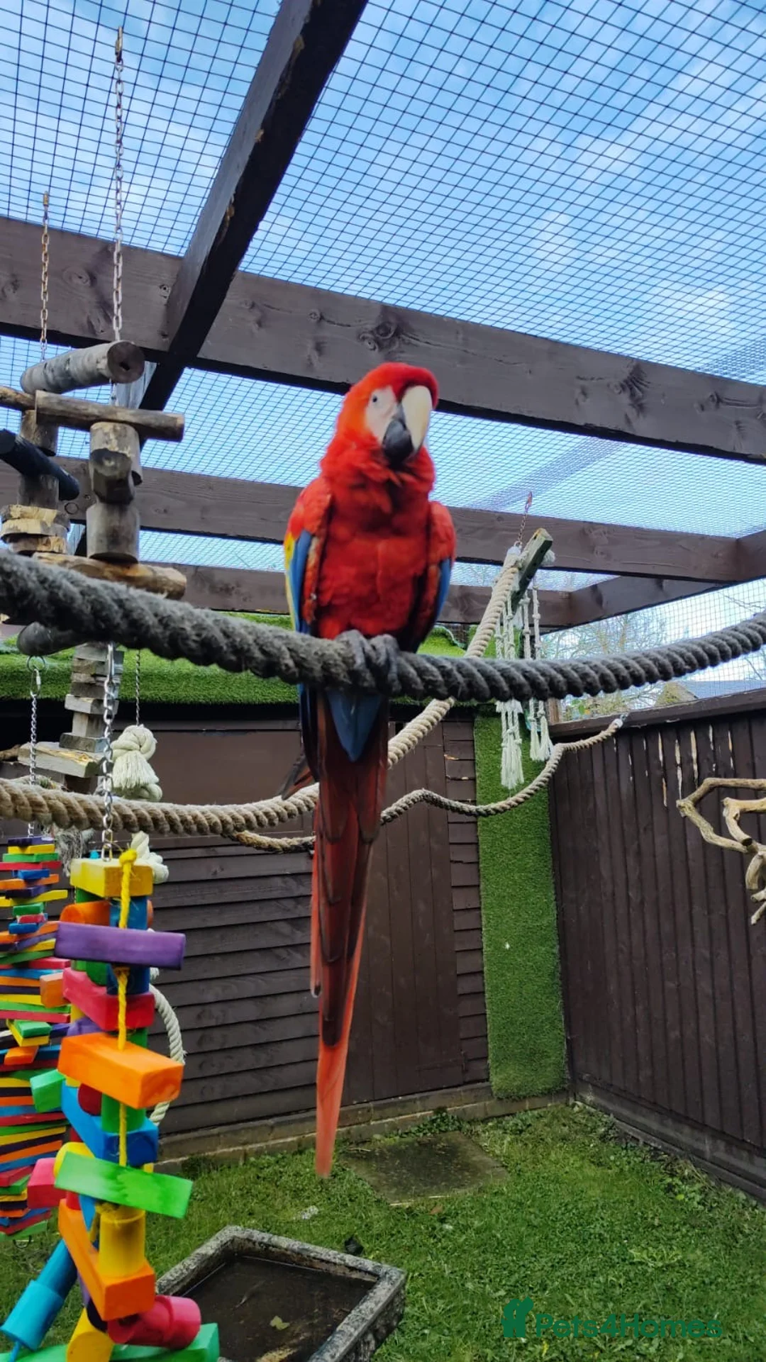 Macaws birds for sale: Male scarlet macaw  in Woking - Advert 3