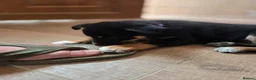 Mixed Breed dogs for sale: Australian Kelpie x Australian cattle dog puppies - Advert 8