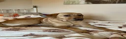 Labrador Retriever dogs for sale: Beautiful Chunky Labrador Puppies  - Advert 12