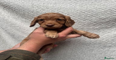 Cocker Spaniel dogs - Advert 1