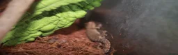 Corn Snake reptiles for sale: Corn snake and mourning gecko with full setups - Advert 5