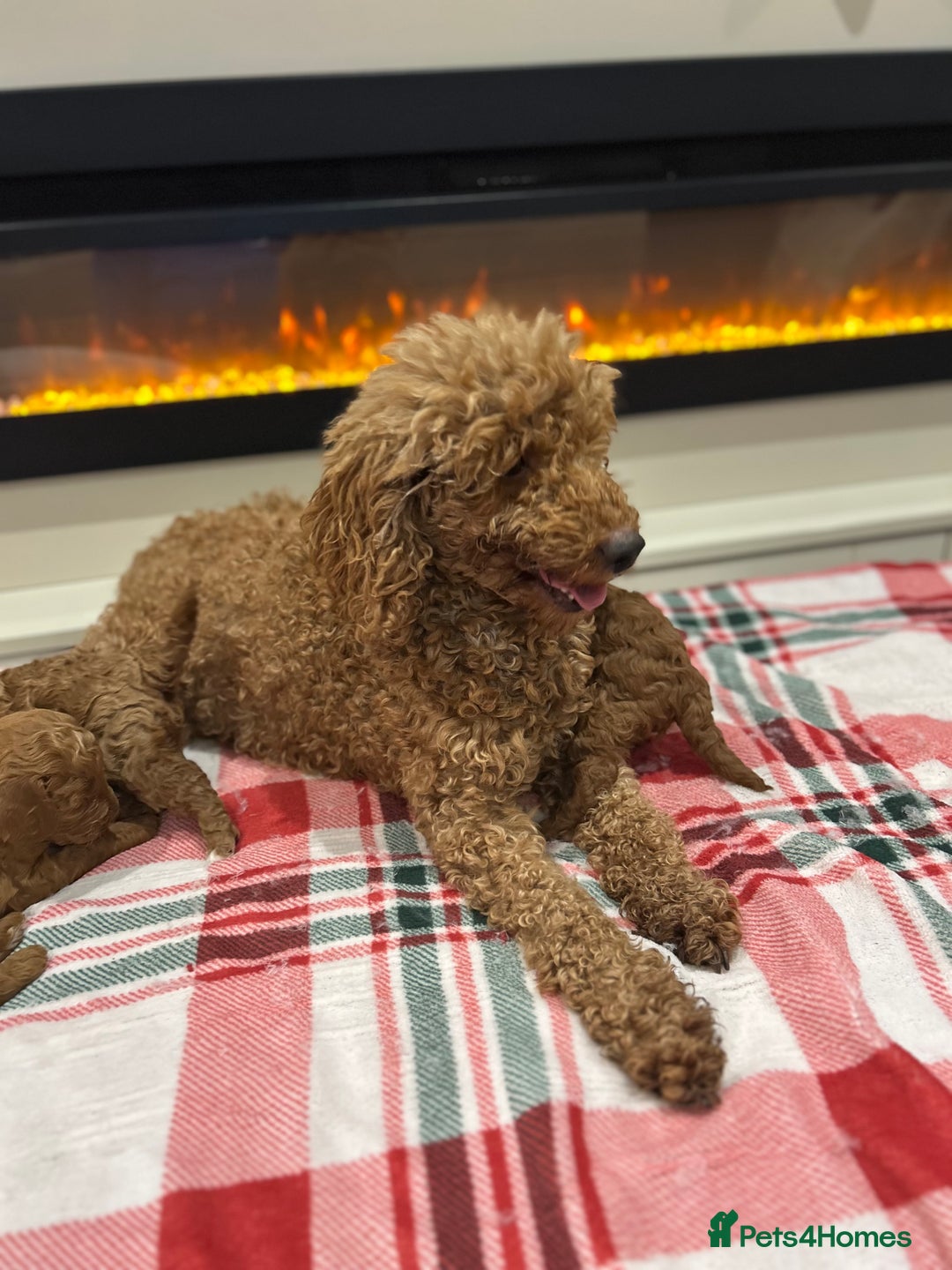 Miniature Poodle dogs for sale: 🐩Gorgeous deep red miniature poodles - Advert 15