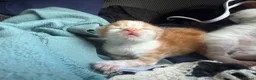 Domestic Shorthair cats for sale: Stunning Domestic Shorthair Kittens - Advert 21