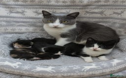 Mixed Breed cats for sale: Black and white kittens for sale - Image 6