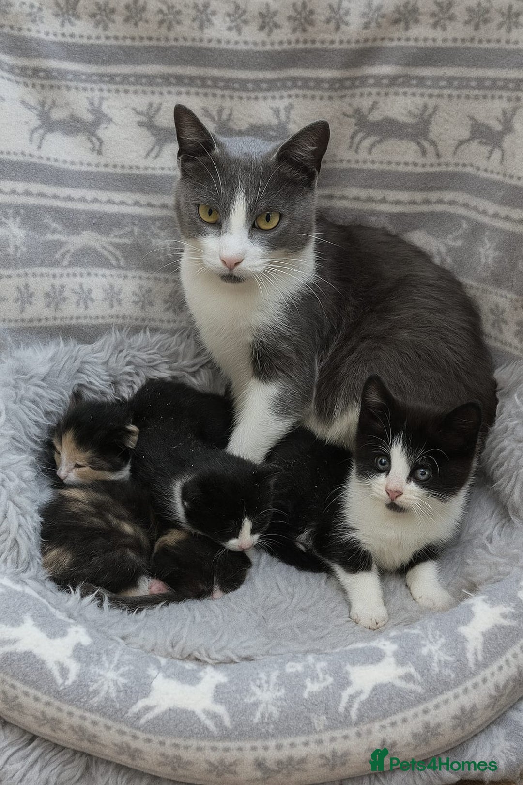 Mixed Breed cats for sale: Black and white kittens for sale - Image 6