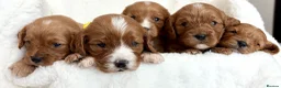 Cavapoo dogs for sale: Adorable miniature F1 red Cavapoo puppies  - Advert 7