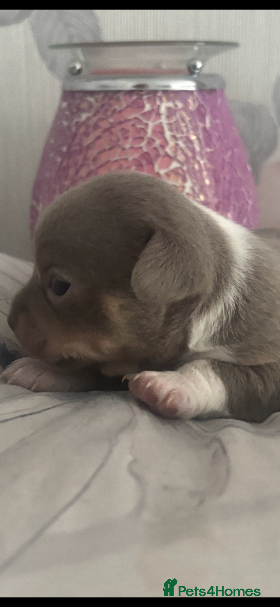 Chihuahua dogs for sale: Lilac girls - Image 5