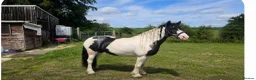 Irish Cob horses for sale: Lovely family cob for sale  - Advert 1