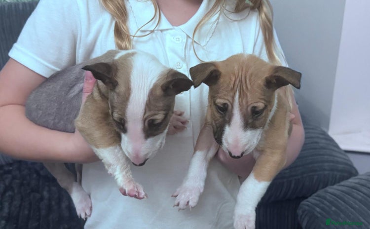 English Bull Terrier dogs - Advert 3