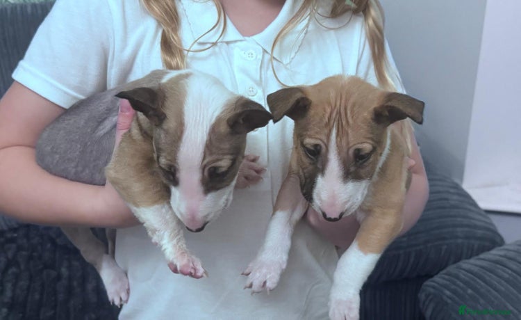 English Bull Terrier dogs - Advert 3