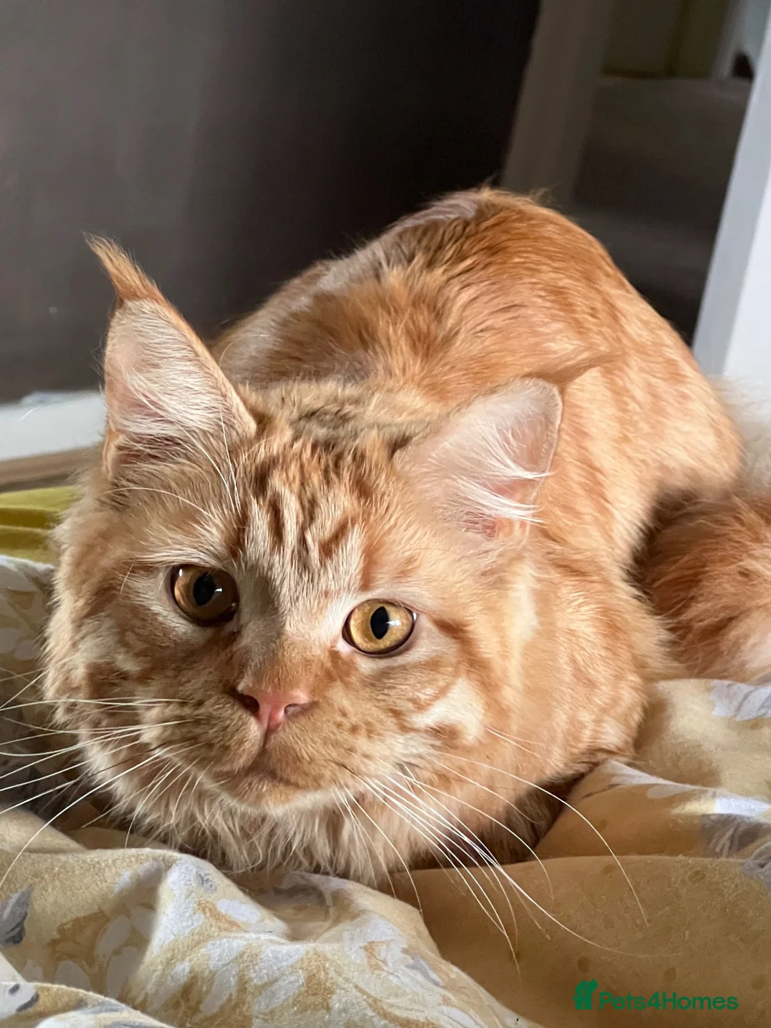 Maine Coon cats for sale: Ginger 3/4 Maine Coon in Bradford - Advert 2