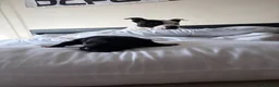 Staffordshire Bull Terrier dogs for sale: Beautiful Staffordshire Bull Terrier Pups - Advert 3