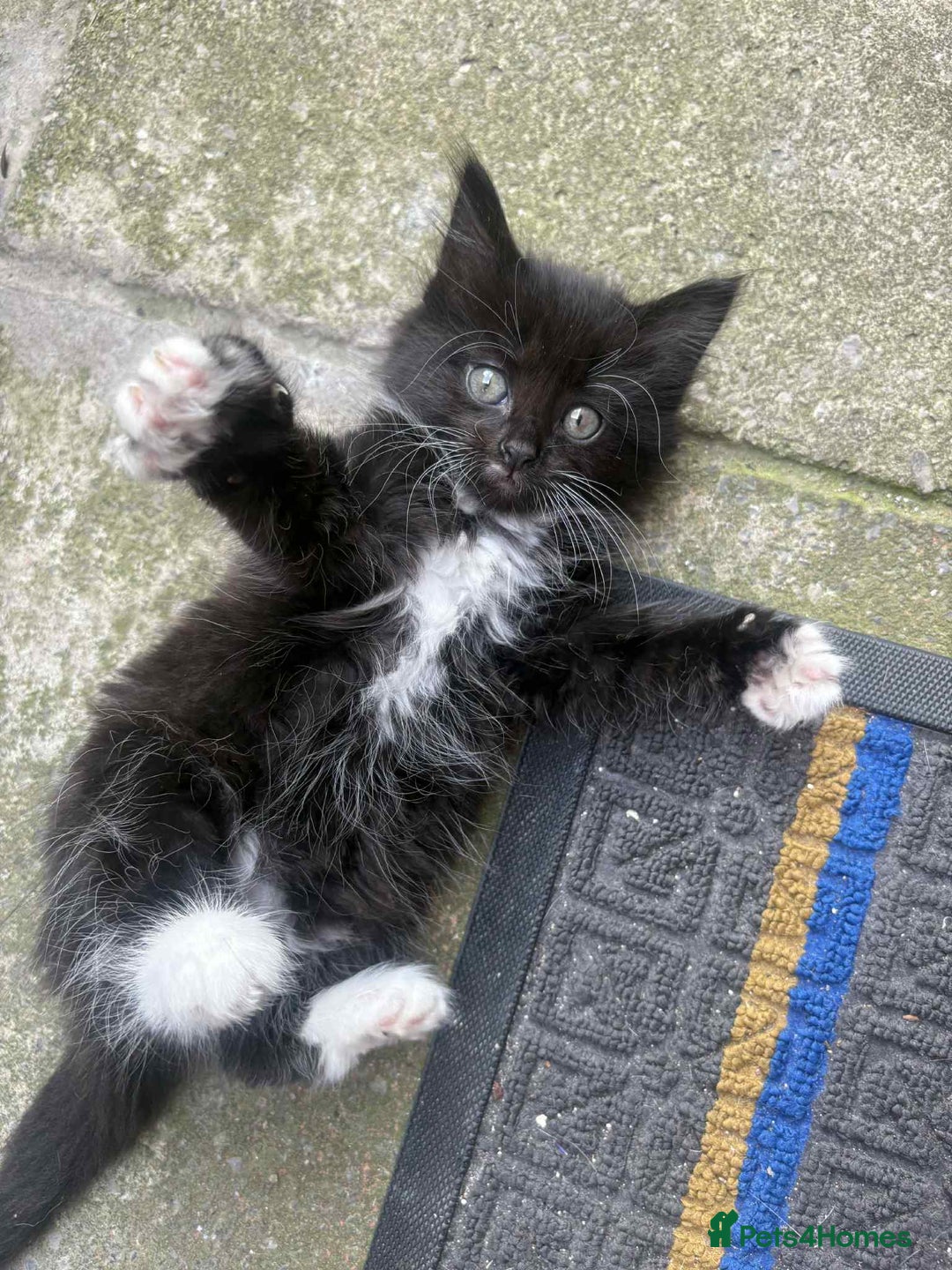 Mixed Breed cats for sale: For sale - Image 8