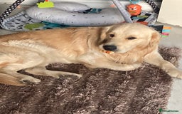 Golden Retriever dogs for sale: Golden retriever  - Image 4