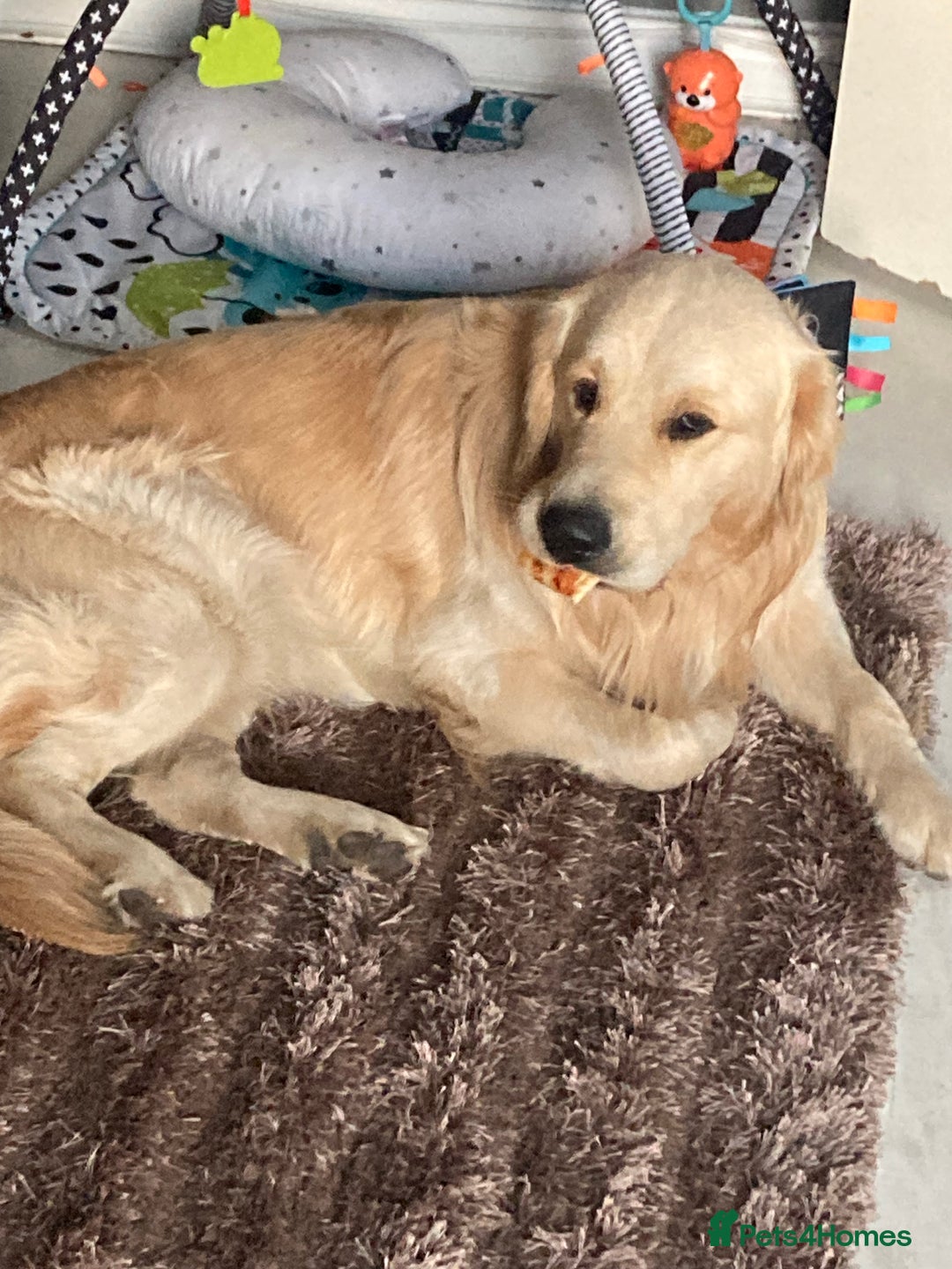 Golden Retriever dogs for sale: Golden retriever  - Image 4