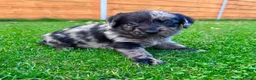 Labradoodle dogs for sale: F1 Labradoodle Merle Babies 🐾🐾🐾 - Advert 27