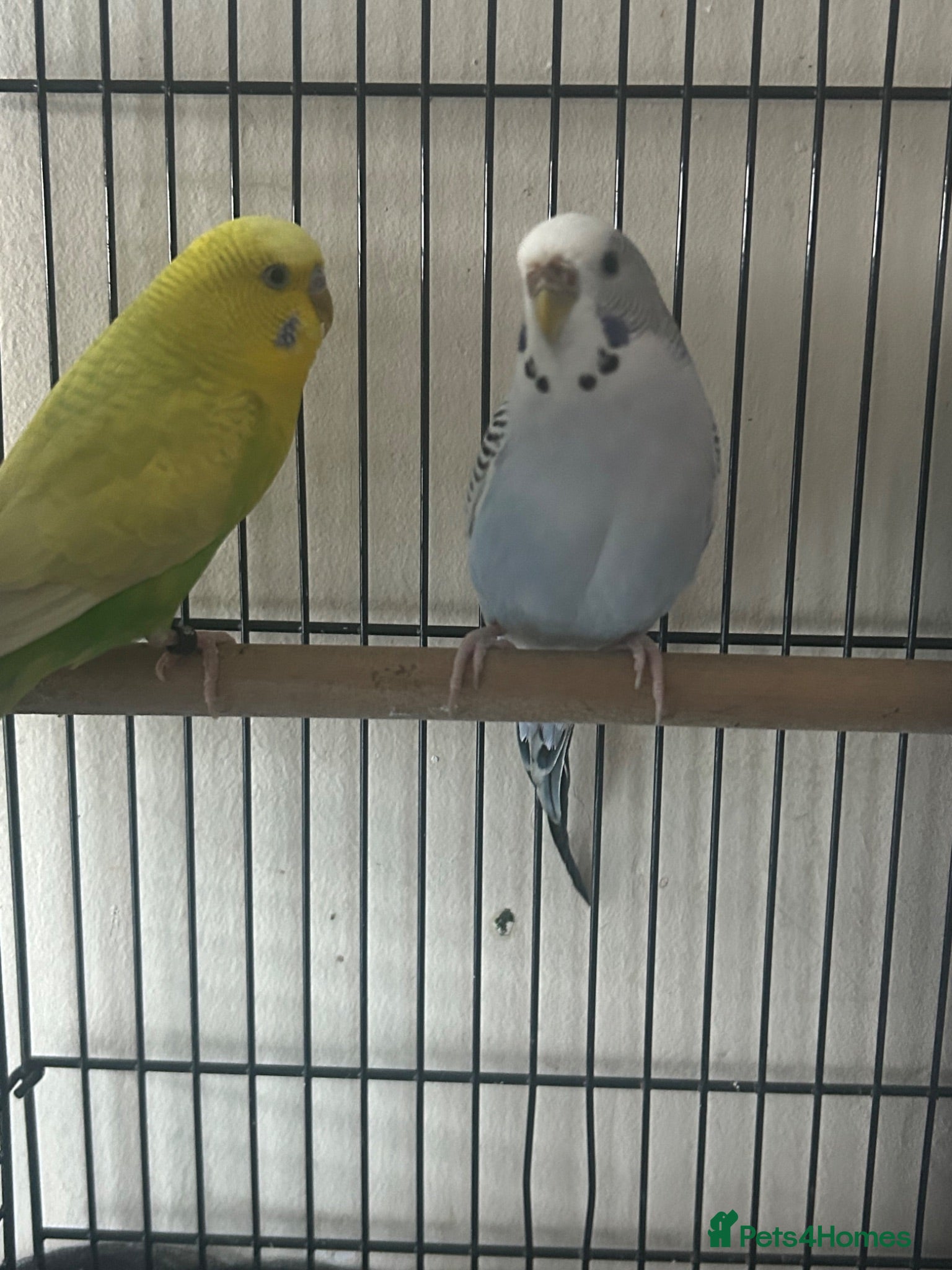 Budgerigars birds Cute budgies - Advert 8